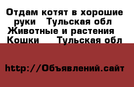 Отдам котят в хорошие руки - Тульская обл. Животные и растения » Кошки   . Тульская обл.